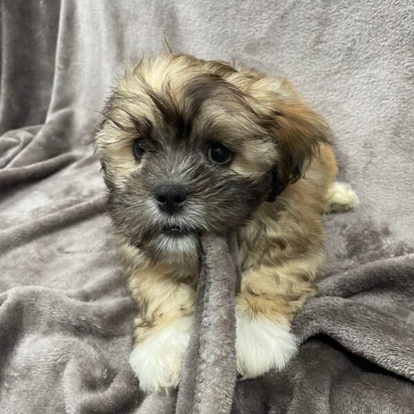 Lhasa Apso-DOG-Male-Golden with white-1335-Petland Woodlands, TX