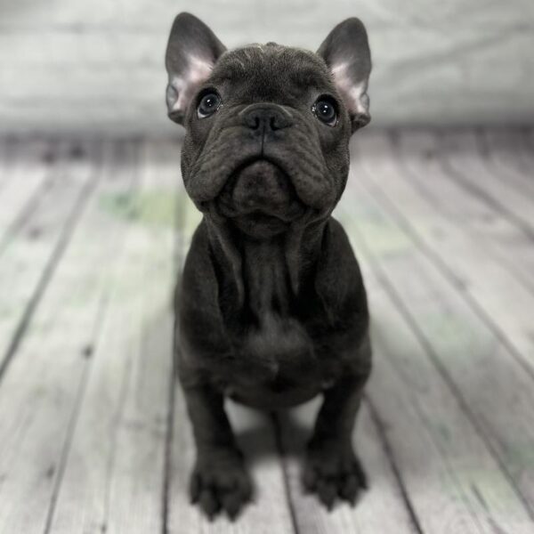 French Bulldog-DOG-Male-Blue-163-Petland Woodlands, TX