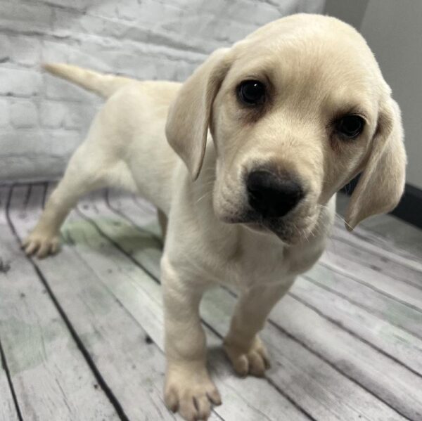Labrador Retriever-DOG-Male-Yellow-169-Petland Woodlands, TX