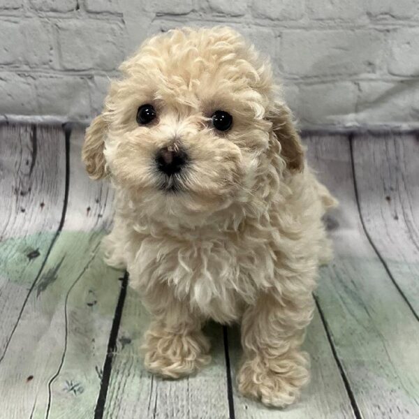 Bichon-Poodle-DOG-Female-Apricot-165-Petland Woodlands, TX