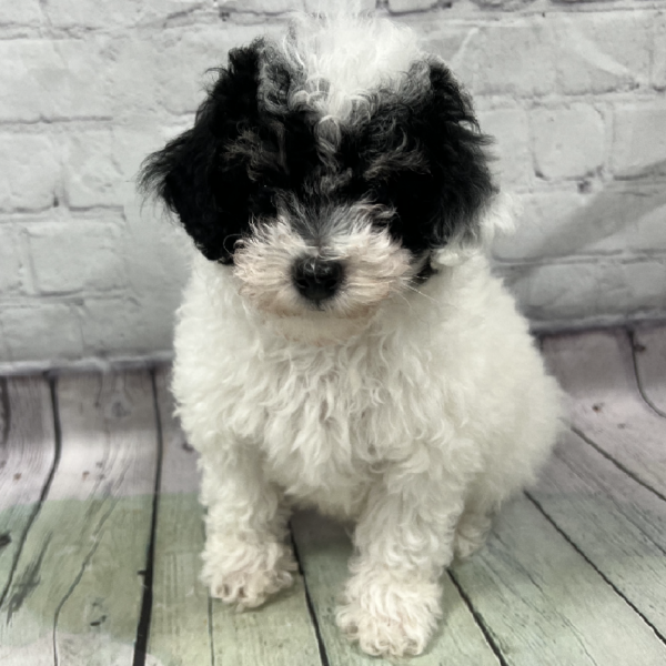 Maltipoo-DOG-Male-Black & White-167-Petland Woodlands, TX