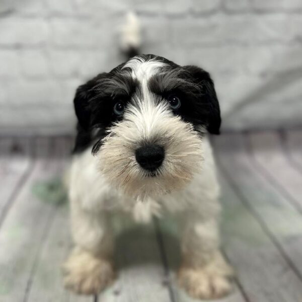 Mini Schnauzer-DOG-Male-Black & White Parti-170-Petland Woodlands, TX