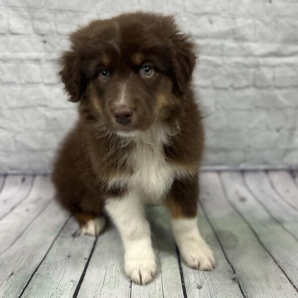 Australian Shepherd-DOG-Female-Tricolor-176-Petland Woodlands, TX