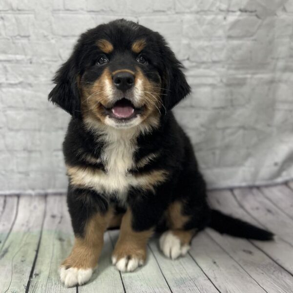 Bernese Mountain Dog-DOG-Female-Tricolor-185-Petland Woodlands, TX