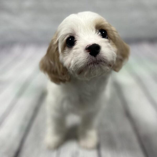 Cavapoo-DOG-Female-Tan & White-182-Petland Woodlands, TX
