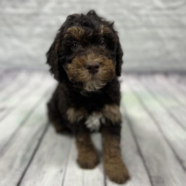 English Springer Spaniel-Poodle-DOG-Female-Chocolate-181-Petland Woodlands, TX