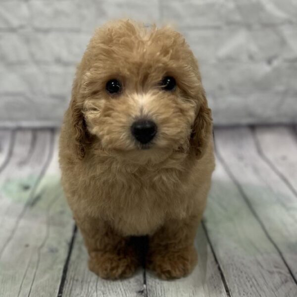 Mini Poodle-DOG-Female-Apricot-177-Petland Woodlands, TX