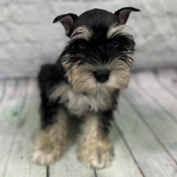 Mini Schnauzer-DOG-Male-Black & Silver-175-Petland Woodlands, TX