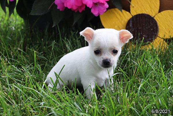 Chihuahua-DOG-Female-White-1472-Petland Woodlands, TX