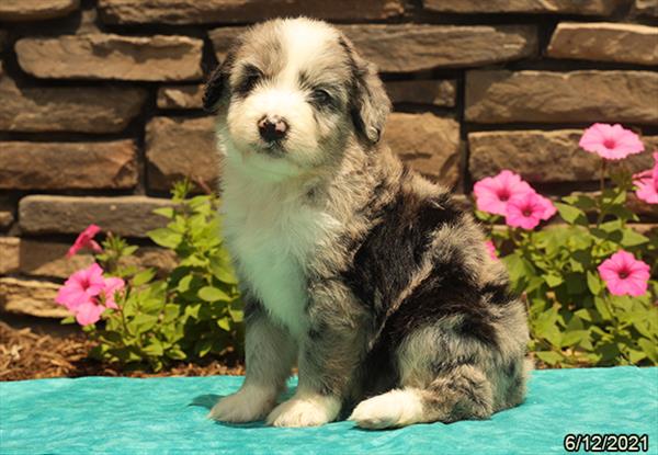 Australian Shepherd/Poodle-DOG-Male-Blue Merle-1473-Petland Woodlands, TX