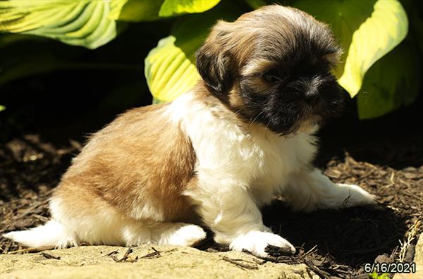Shih Tzu-DOG-Male-Brown / White-1475-Petland Woodlands, TX