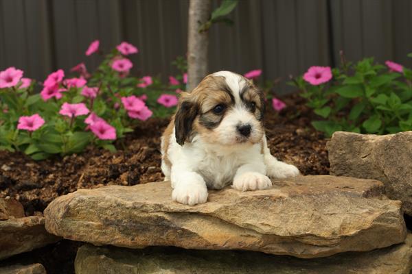 Cavachon-DOG-Female-Tri-Colored-1480-Petland Woodlands, TX