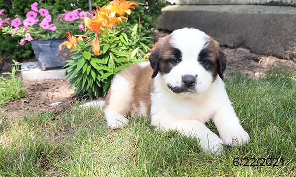 Saint Bernard-DOG-Male-Brown / White-1481-Petland Woodlands, TX