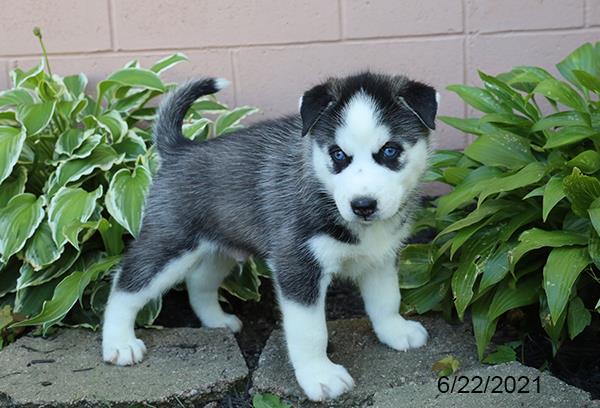 Siberian Husky-DOG-Male-Black / White-1482-Petland Woodlands, TX