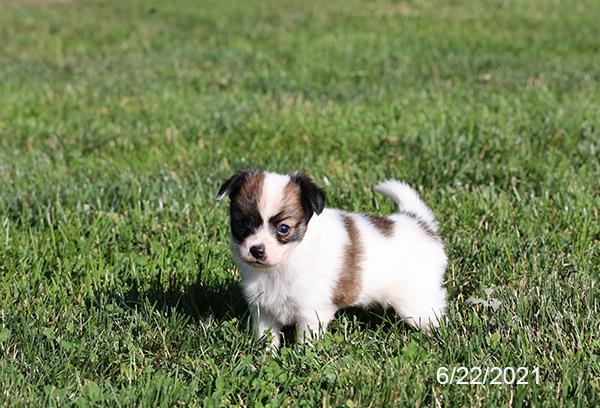 Papillon-DOG-Male-Brown / White-1483-Petland Woodlands, TX