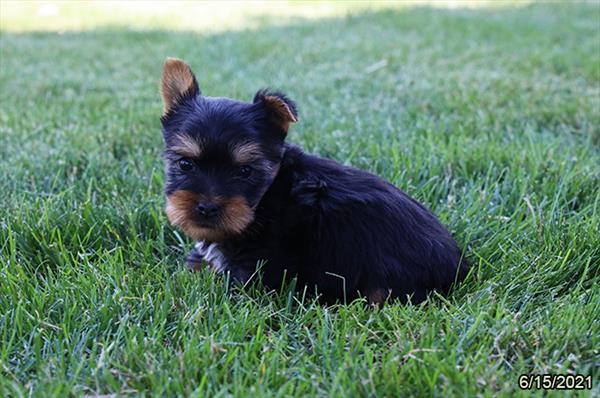 Silky Terrier-DOG-Male-Black / Tan-1484-Petland Woodlands, TX