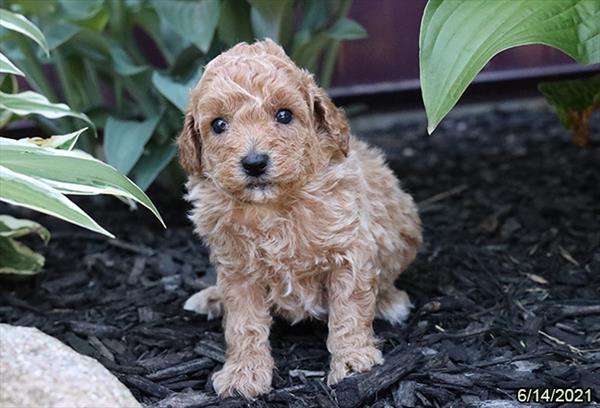 Poodle-DOG-Male-Red / White-1485-Petland Woodlands, TX