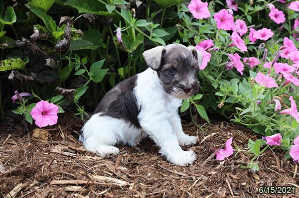 Mini Schnauzer-DOG-Female-Chocolate / White-1487-Petland Woodlands, TX
