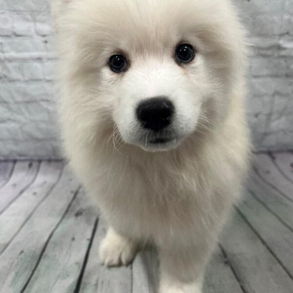 Samoyed-DOG-Female-White-171-Petland Woodlands, TX