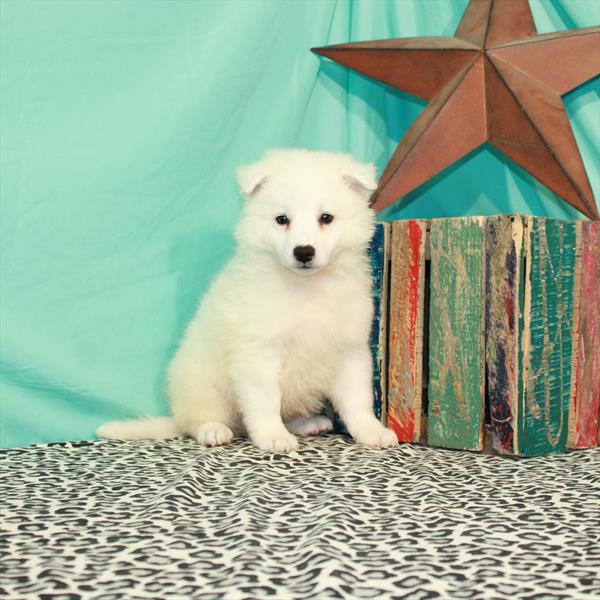 American Eskimo Dog-DOG-Male-White-1488-Petland Woodlands, TX