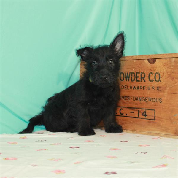 Scottish Terrier-DOG-Female-Black Brindle-1489-Petland Woodlands, TX