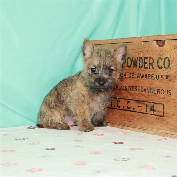 Cairn Terrier-DOG-Male-Wheaten-1491-Petland Woodlands, TX