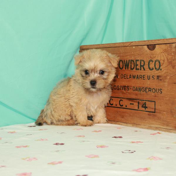 Cairn Terrier-DOG-Male-Wheaten-1492-Petland Woodlands, TX