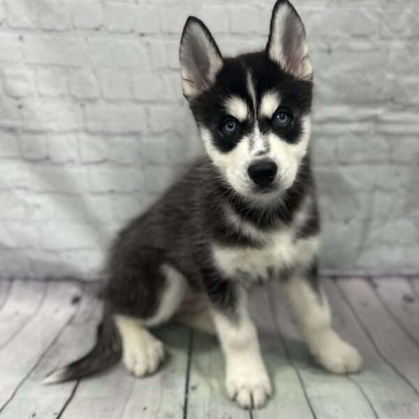 Siberian Husky-DOG-Male-Black & White-180-Petland Woodlands, TX