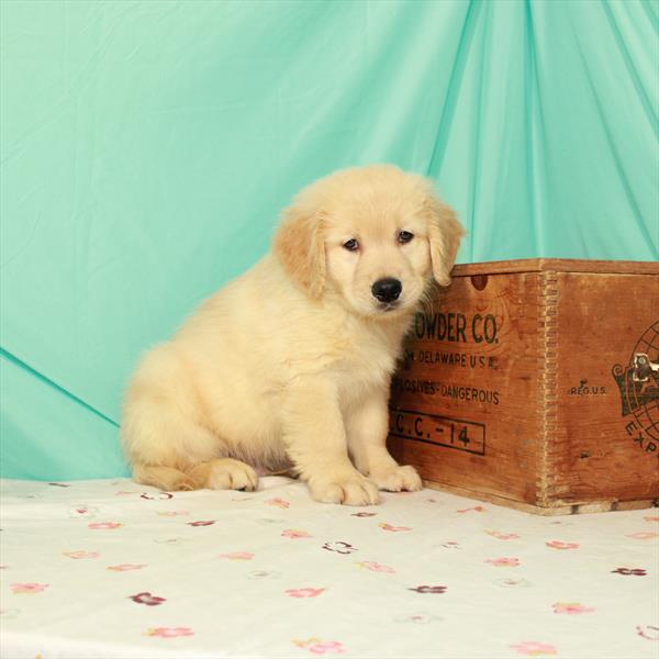 Golden Retriever-DOG-Male-Light Golden-1493-Petland Woodlands, TX