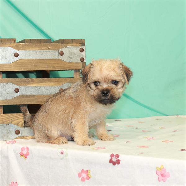 Havanese-Pug-DOG-Male-Fawn-1495-Petland Woodlands, TX