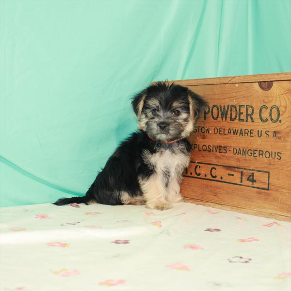Morkie-DOG-Male-Black / Tan-1496-Petland Woodlands, TX
