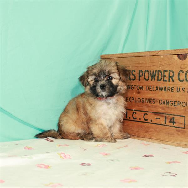 Morkie-DOG-Female-Gold-1497-Petland Woodlands, TX