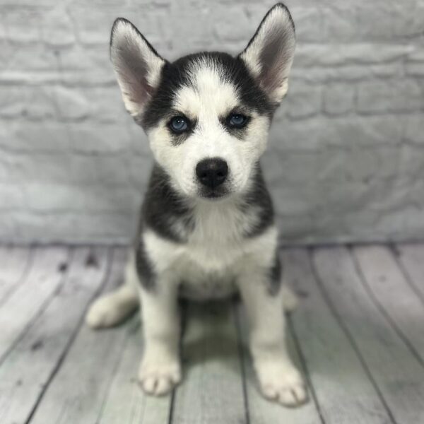 Siberian Husky-DOG-Female-Black & White-178-Petland Woodlands, TX