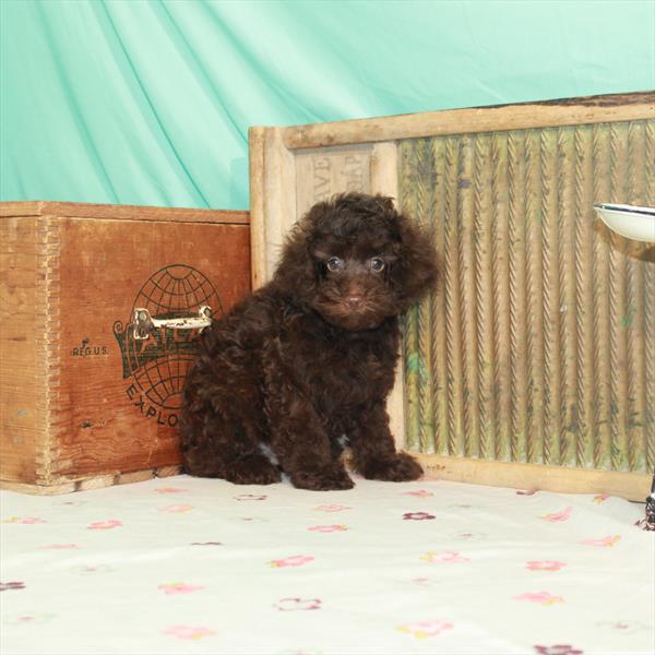 Poodle-DOG-Male-Chocolate-1498-Petland Woodlands, TX