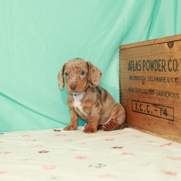 Dachshund-DOG-Female-Chocolate / Tan-1500-Petland Woodlands, TX