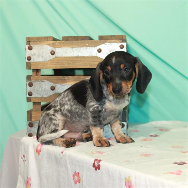 Dachshund-DOG-Male-Black / Tan-1501-Petland Woodlands, TX