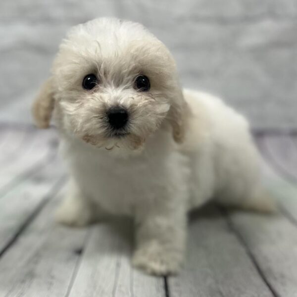Bichon-Poodle-DOG-Female-Cream-173-Petland Woodlands, TX