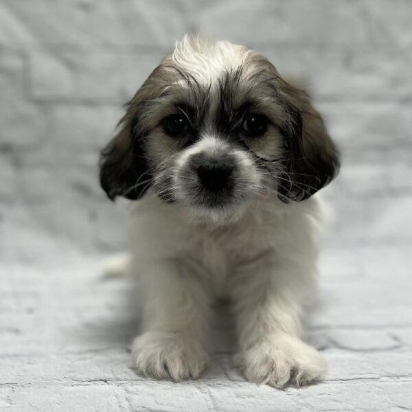 Teddy Bear-DOG-Male-Sable & White-184-Petland Woodlands, TX