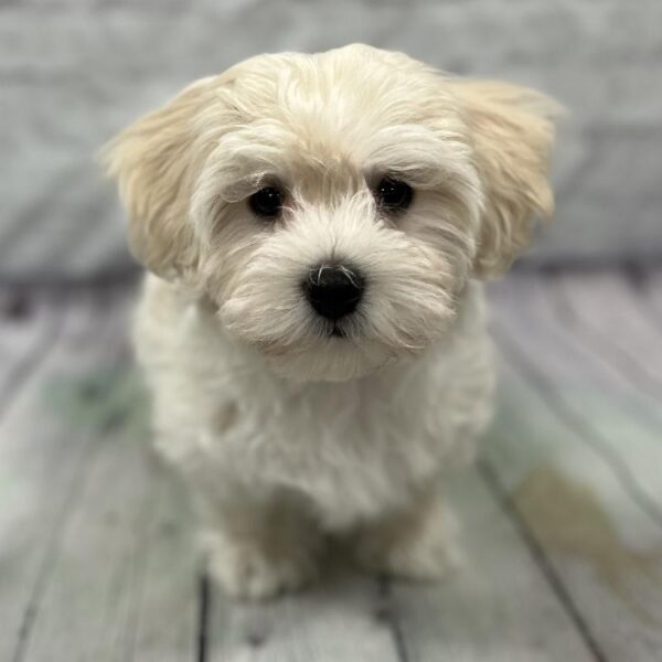 Coton De Tulear-DOG-Male-White-199-Petland Woodlands, TX