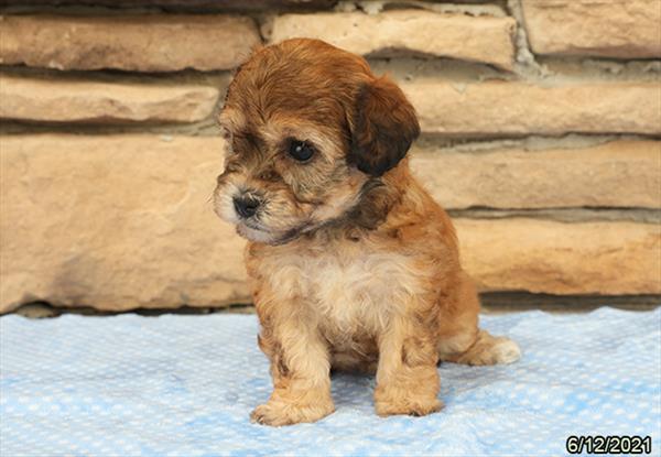 Havanese/Poodle-DOG-Female-Brindle-1517-Petland Woodlands, TX