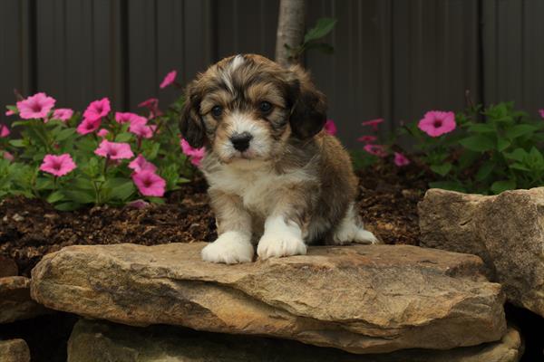 Cavachon-DOG-Male-Tri-Colored-1518-Petland Woodlands, TX