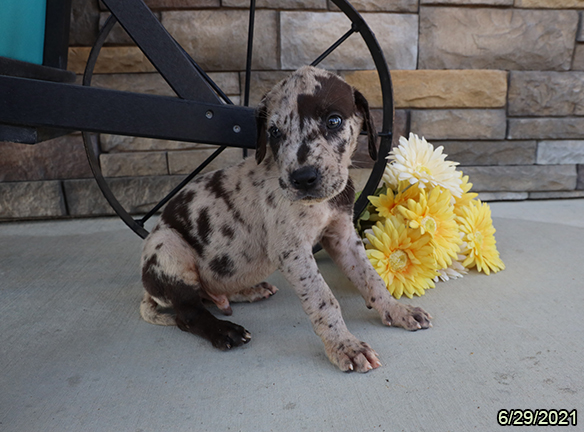 Great Dane-DOG-Male-Merle-1521-Petland Woodlands, TX