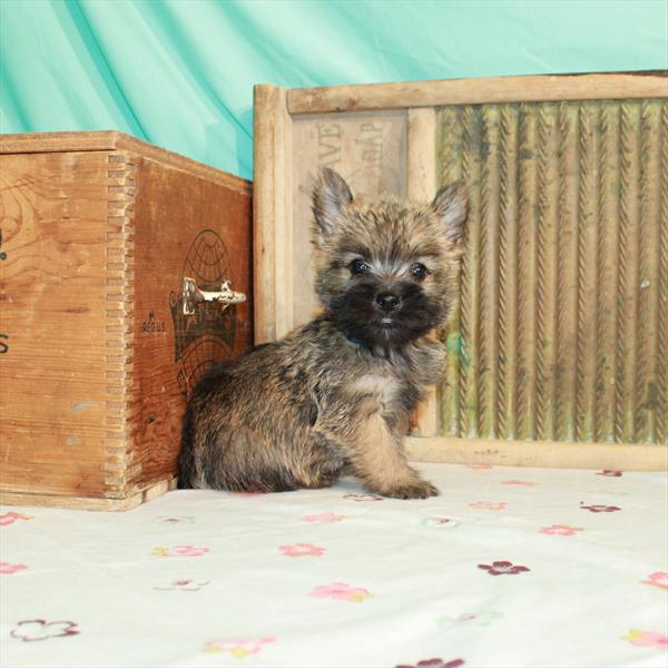 Cairn Terrier-DOG-Male-Wheaten-1523-Petland Woodlands, TX