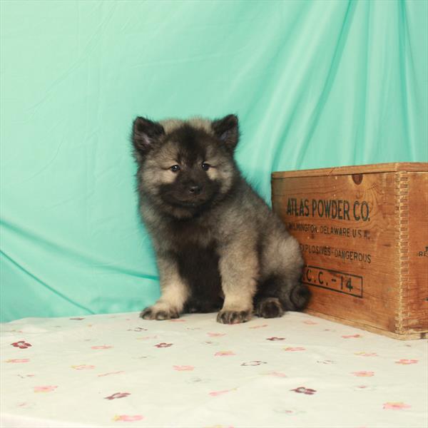 Keeshond-DOG-Male-Silver / Black-1525-Petland Woodlands, TX