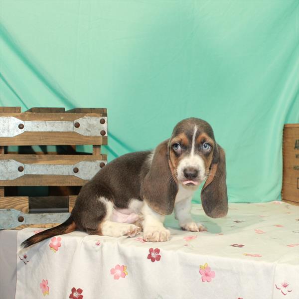 Basset Hound-DOG-Male-Blue Tan / White-1526-Petland Woodlands, TX