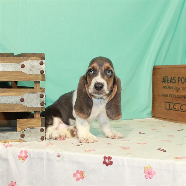 Basset Hound-DOG-Female-Blue Tan / White-1527-Petland Woodlands, TX