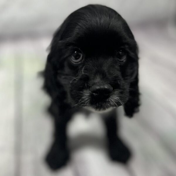 Cocker Spaniel-DOG-Female-Black & White-201-Petland Woodlands, TX