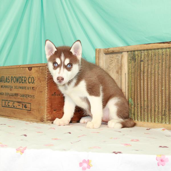 Siberian Husky-DOG-Female-Red / White-1528-Petland Woodlands, TX