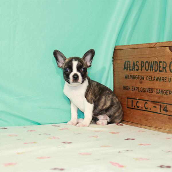 Boston Terrier-DOG-Female-Brindle-1529-Petland Woodlands, TX