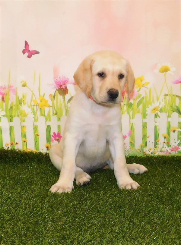 Labrador Retriever-DOG-Female-Yellow-1530-Petland Woodlands, TX